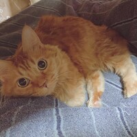 なな