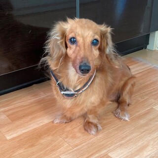 純粋犬Mダックスフンドです、家族にしてください