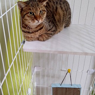 明るいきじ色男の子  パインくん