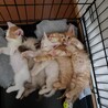 ハレポポキ（保護活動者）