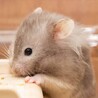 ペットのおうちテストユーザー（動作検証用）