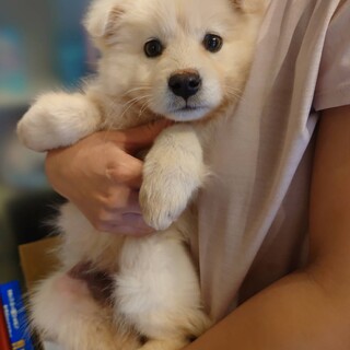 野犬っ子2ヶ月。