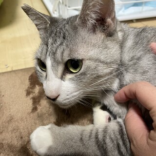 人懐っこい甘えん坊 ココちゃん！