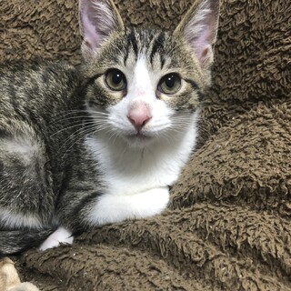 元気モリモリ！甘えん坊のレオ君！