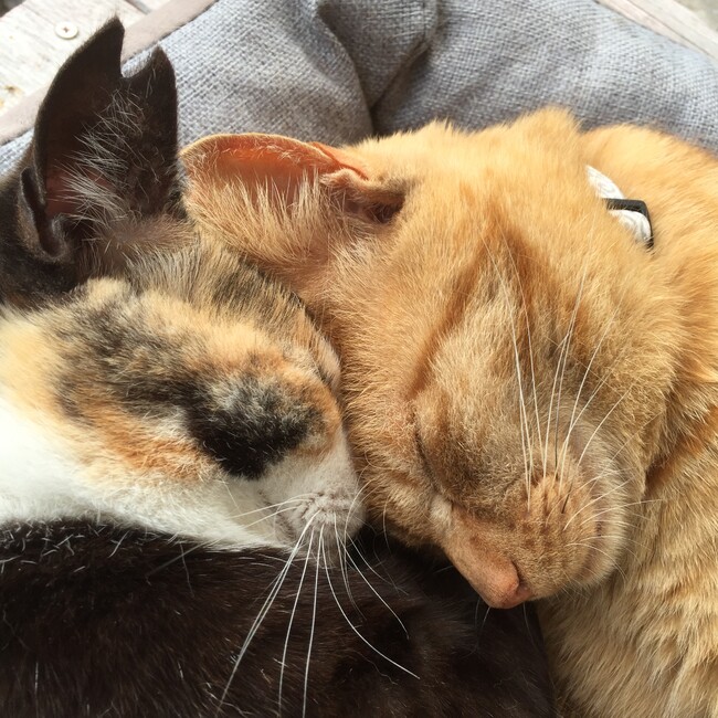 猫メガネのカバー写真