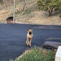 1匹ぽっちの子犬