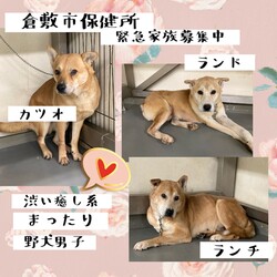 「2022年1月7日の倉敷→全頭譲渡決定！」サムネイル2