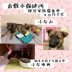 「2022年1月7日の倉敷→全頭譲渡決定！」サムネイル3