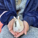 可愛いウサギです