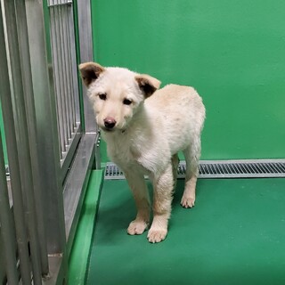 処分間近  怖がりな子犬