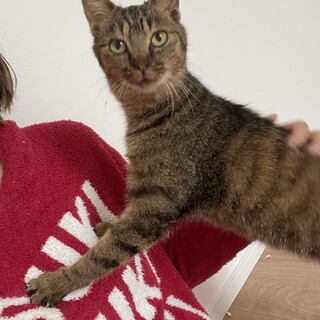 抱っこ大好きなキジトラの女の子