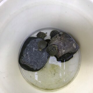 ミドリガメの赤ちゃん