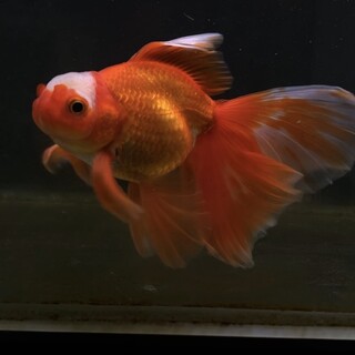 金魚もらってください