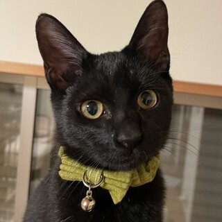 おっとりBOYでマイペースな黒猫のアラン君❣️