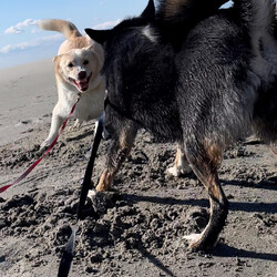 「犬って…」サムネイル2