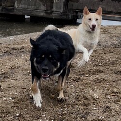 「犬って…」サムネイル3