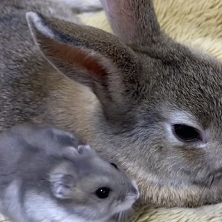 目が可愛らしい食いしん坊な子
