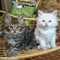 「ベルクさん7歳の誕生日でGo！」サムネイル3