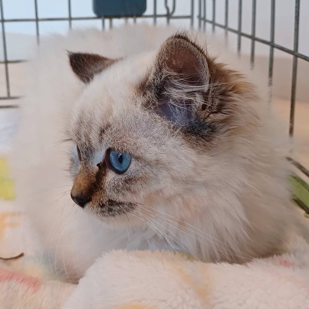 里親決定 シャムトラ長 愛媛県 猫の里親募集 ペットのおうち 月間利用者150万人