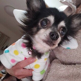 ロングコートチワワ　ぱっぱちゃん
