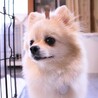 元気いっぱいでナデナデ大好き♡はじめくん サムネイル2