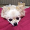 元気いっぱいでナデナデ大好き♡はじめくん サムネイル7