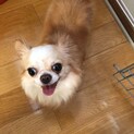 チワワのスフィカ