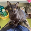 激甘の、黒仔猫。