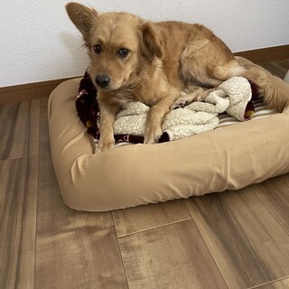 里親決定‼️モカ☆触り心地最高‼️