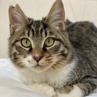 至急2/20ﾘﾘｰｽ 4ヶ月半♂ ゴロスリ甘えん坊