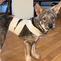 少し恐がりですが、元気よく頭の良いアラレちゃん
