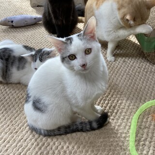 活発で甘えん坊　謙信くん