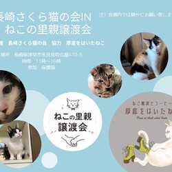 保護猫譲渡会 in 厚底をはいたねこ