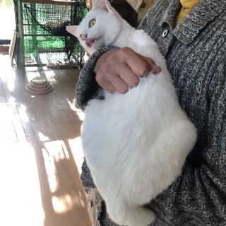 初心者に飼いやすい、人なれした白猫♂ヵ月