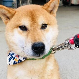 凛々しいお顔 柴犬の蒼羽 奈良県 犬の里親募集 ペットのおうち 月間利用者150万人 凛々しいお顔 柴犬の蒼羽 奈良県 犬の里親募集 ペットのおうち 月間利用者150万人
