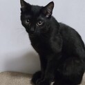 【ピーカンパイ】おかげさまで里親様が決まりました。