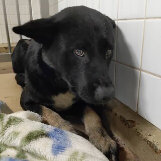 捕獲され期限は1週間しかありません