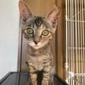 お世話のしやすい♪おさびちゃん