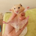 キンクマのこども×2です！(オスは決まりました)