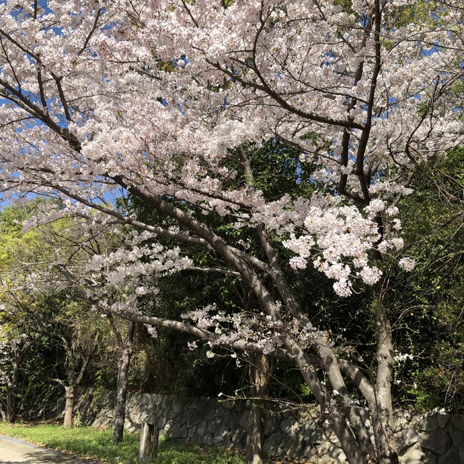 にゃごろむんのカバー写真