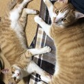 とても仲の良いオス猫茶しろ2匹