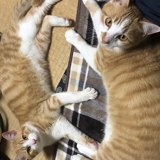 とても仲の良いオス猫茶しろ2匹