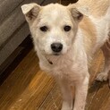 交渉中！兄妹犬potちゃん