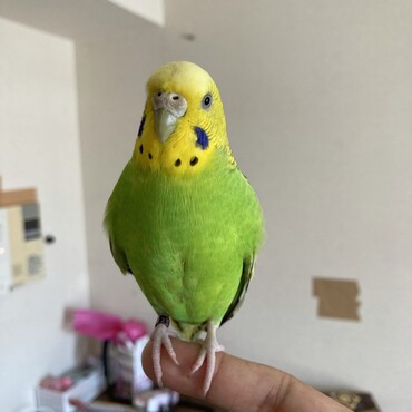 の写真