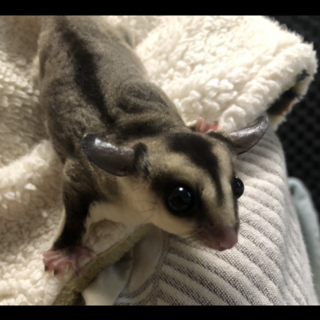 脱嚢2ヶ月フクロモモンガちゃんです ※一時停止