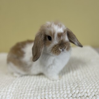 純血ホーランドロップベビー