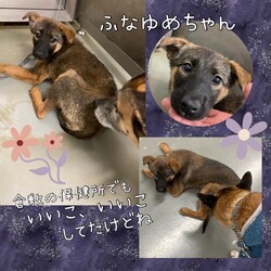 「Edワンコの、ふなゆめちゃんお世話日記→譲渡決定！」サムネイル2