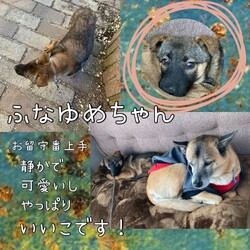 「Edワンコの、ふなゆめちゃんお世話日記→譲渡決定！」サムネイル3