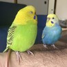 kukupikuさん