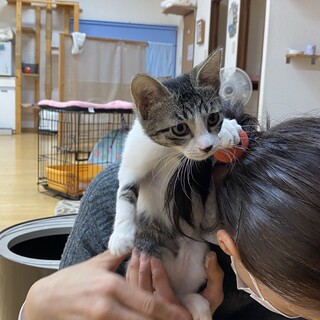 ゆずは♡しあわせにゃんこになりました